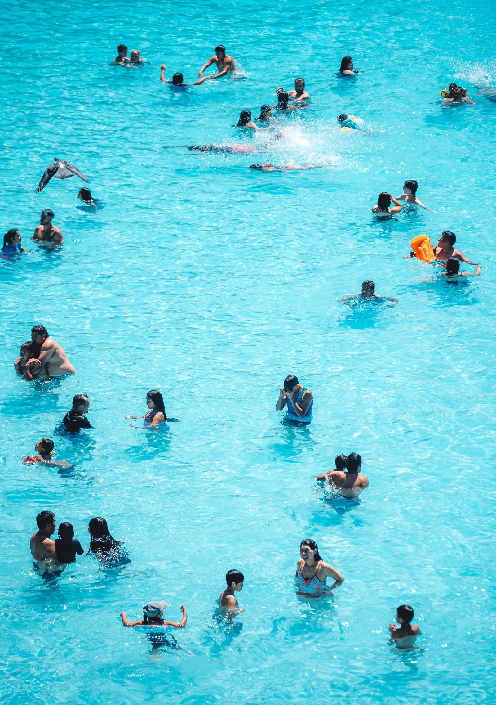 Inground swimming pool in a landscaped backyard