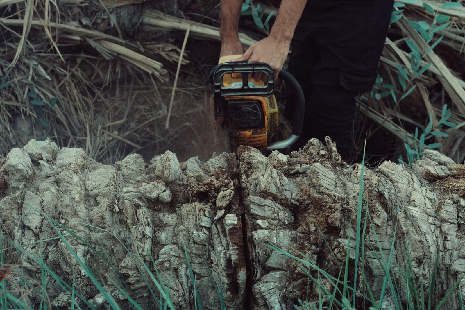 Arborist cutting a tree with a chainsaw